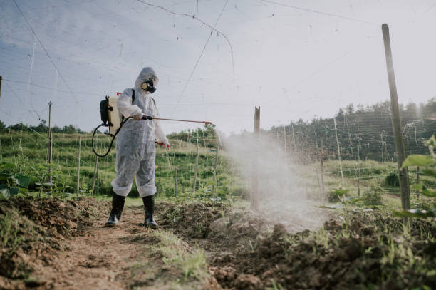 Best Local Pest Control Services  in Jackson, TN