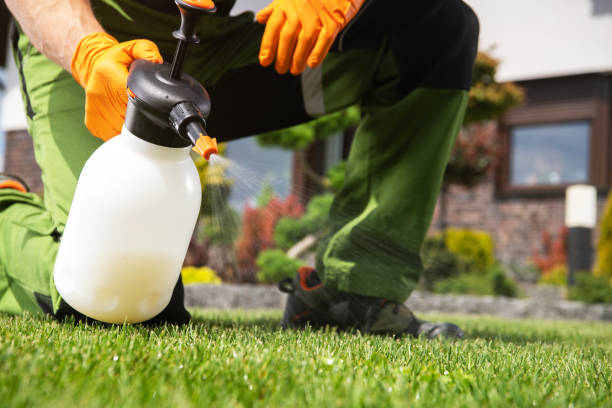 Best Termite Control Services  in Jackson, TN
