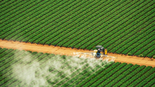 Best Ant Control Services  in Jackson, TN