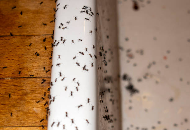 Reliable Jackson, TN Pest Control Solutions