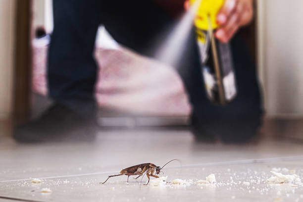 Best Wasp Removal Services  in Jackson, TN